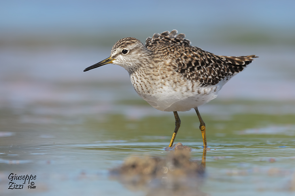 Piro piro boschereccio