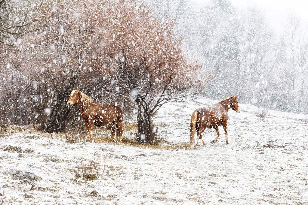 Due passi sotto la neve