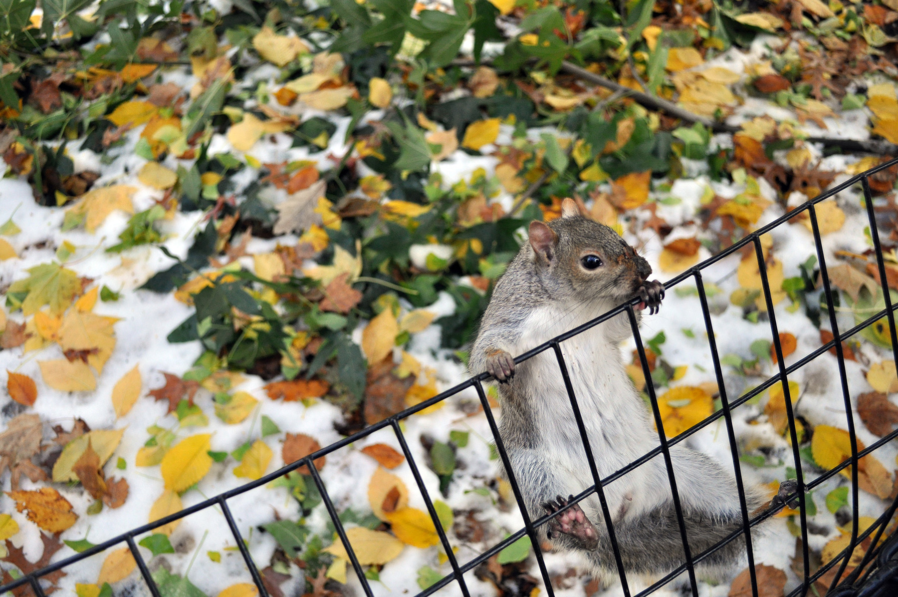 Scoiattolo Scalatore