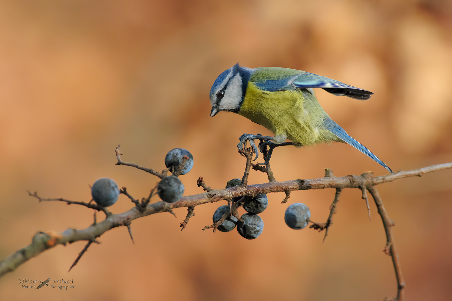 Cinciarella-su-prugnolo_DSC5338
