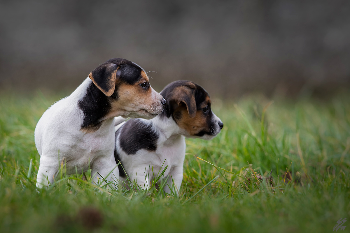 ..due piccoli amici..