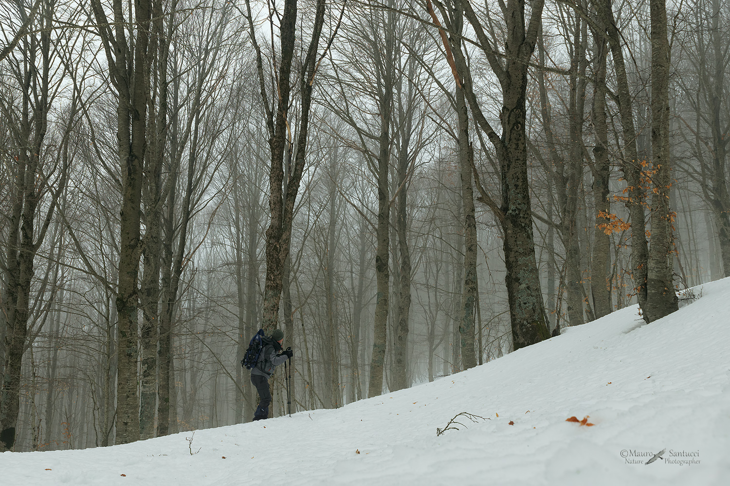 Tra-i-boschi-del-monte-Autore_DSC6603