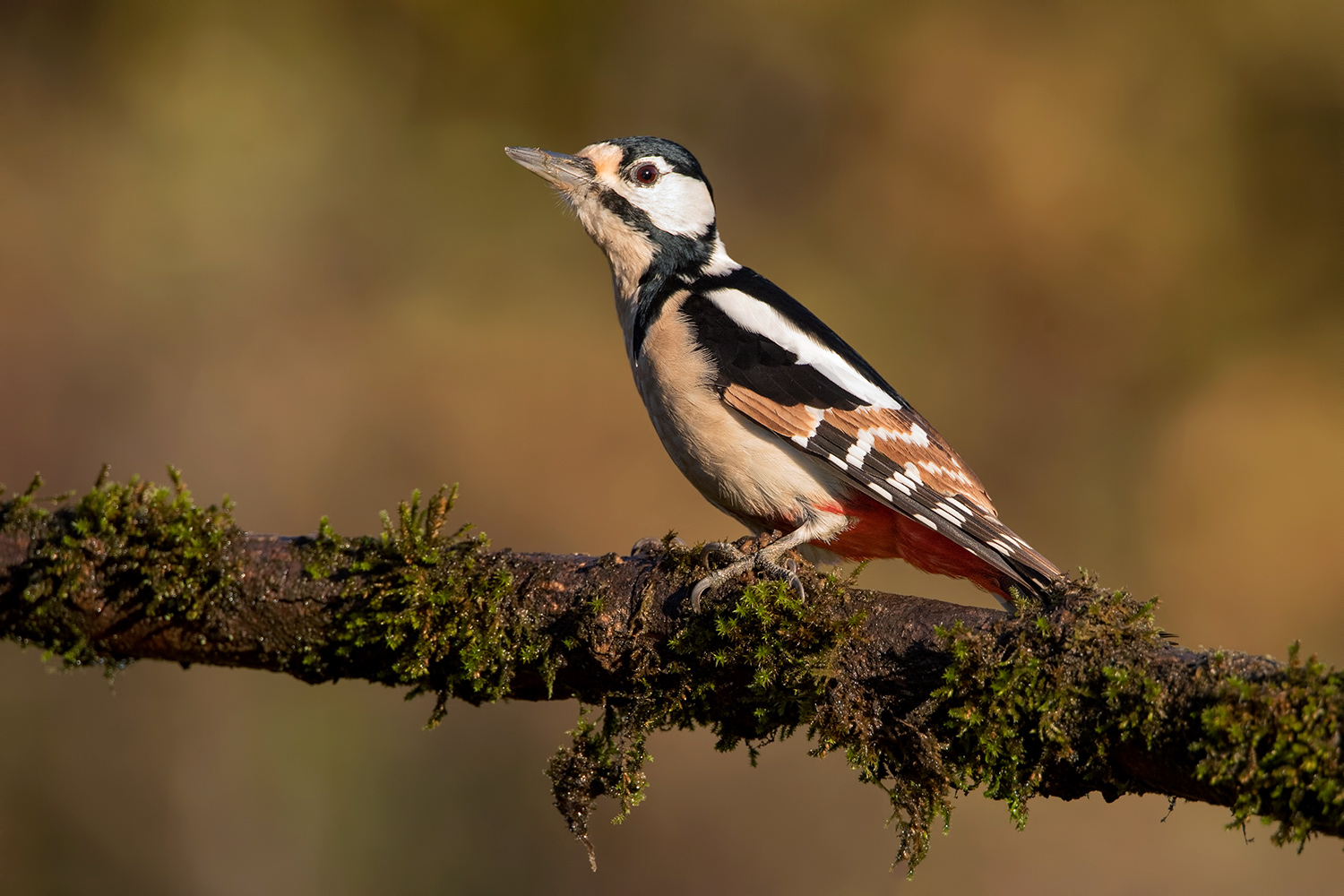 la picchia striata...