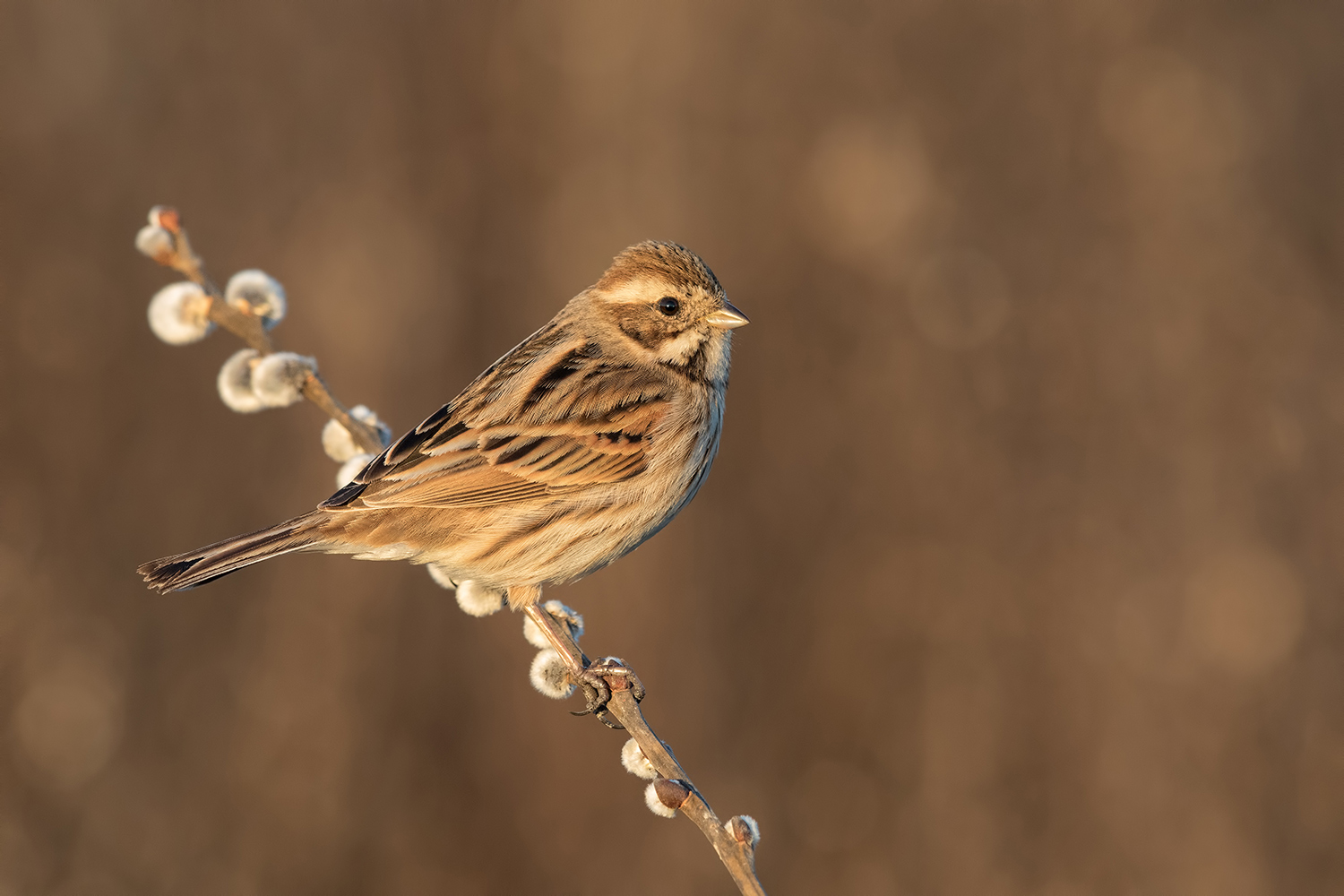 migliarinaaaa... di palude
