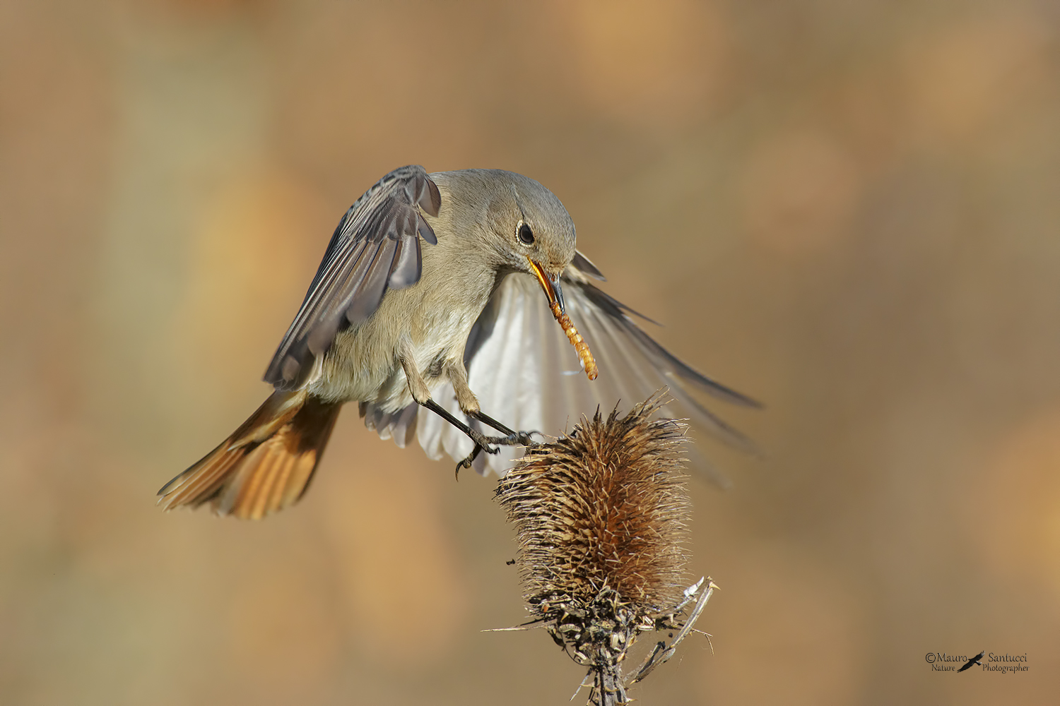 Codirosso-spazzacamino-female_DSC3789