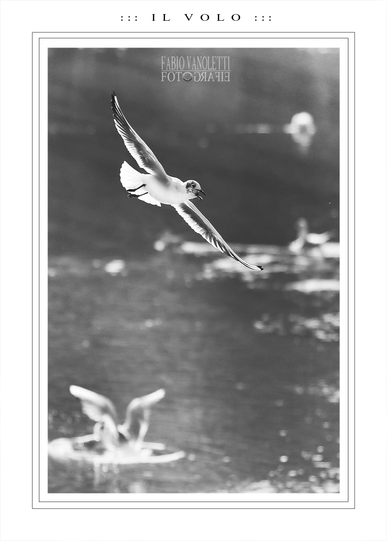 :::  I L   V O L O  :::