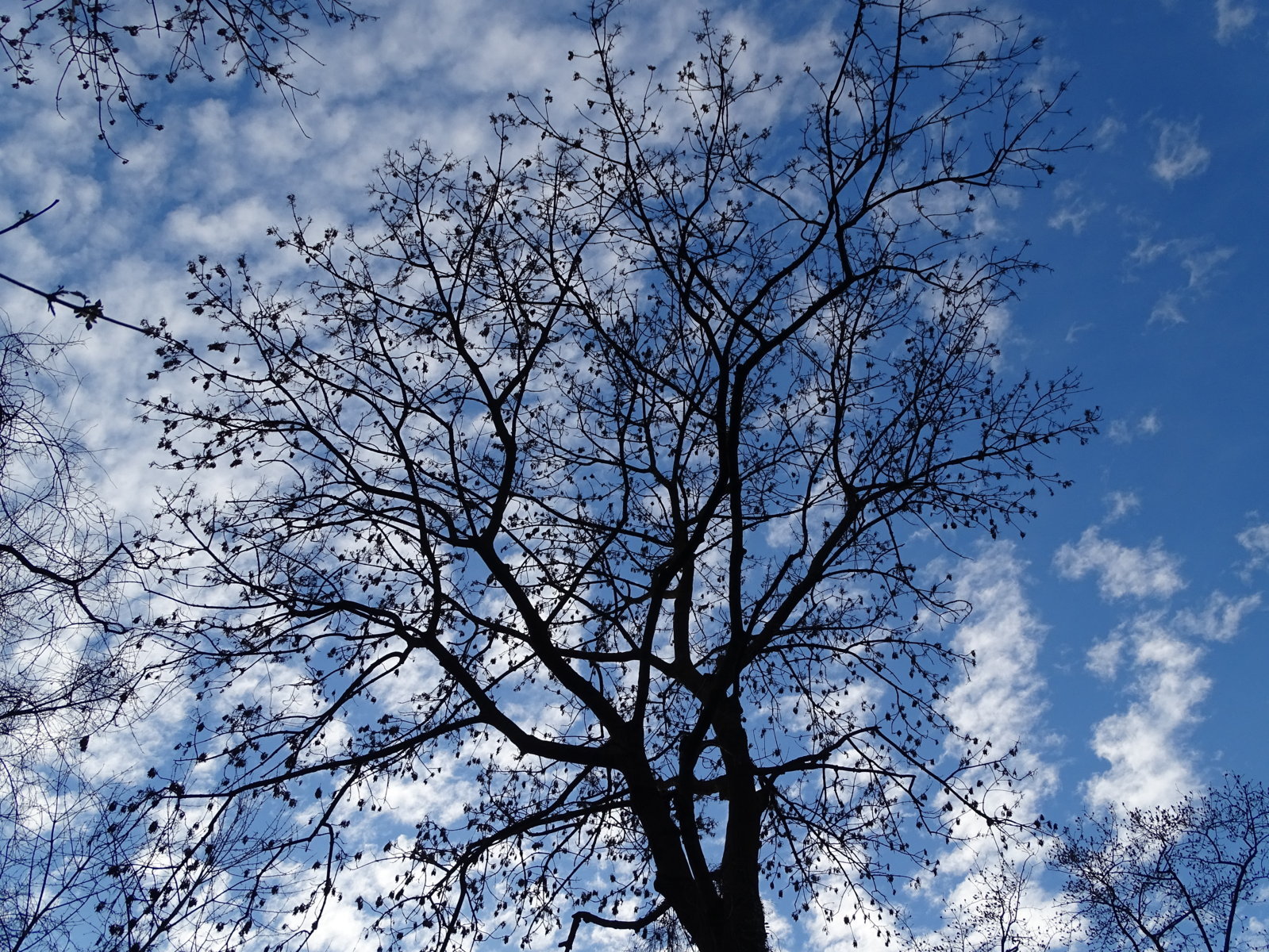 Oltre l�albero