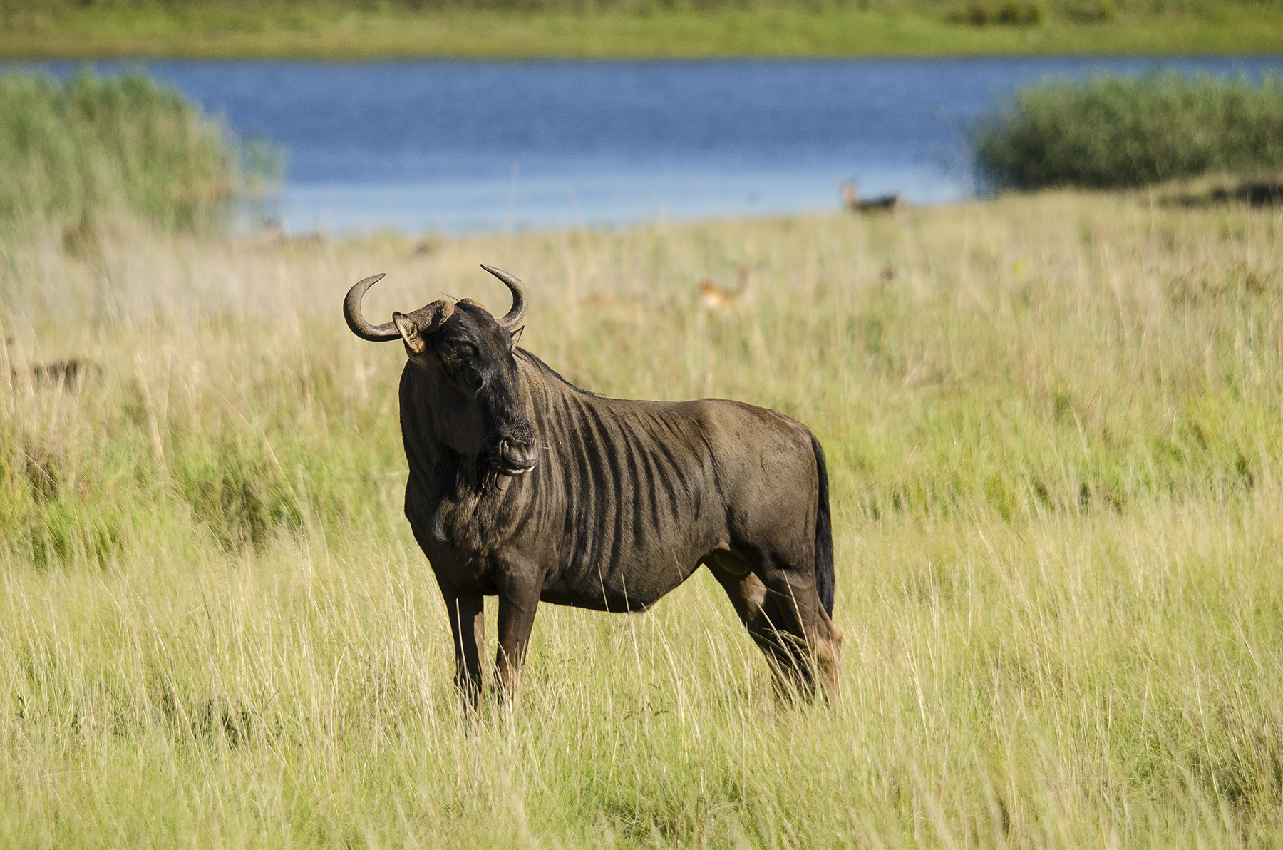 Gnu