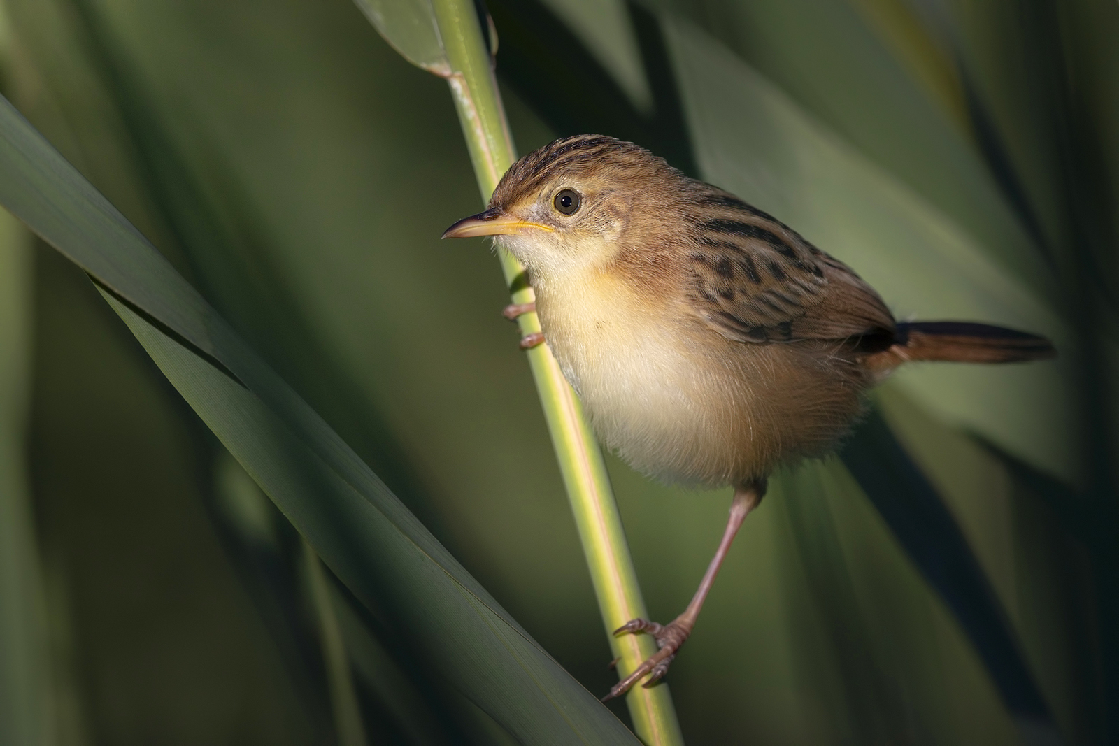 Sulla cannuccia illuminata