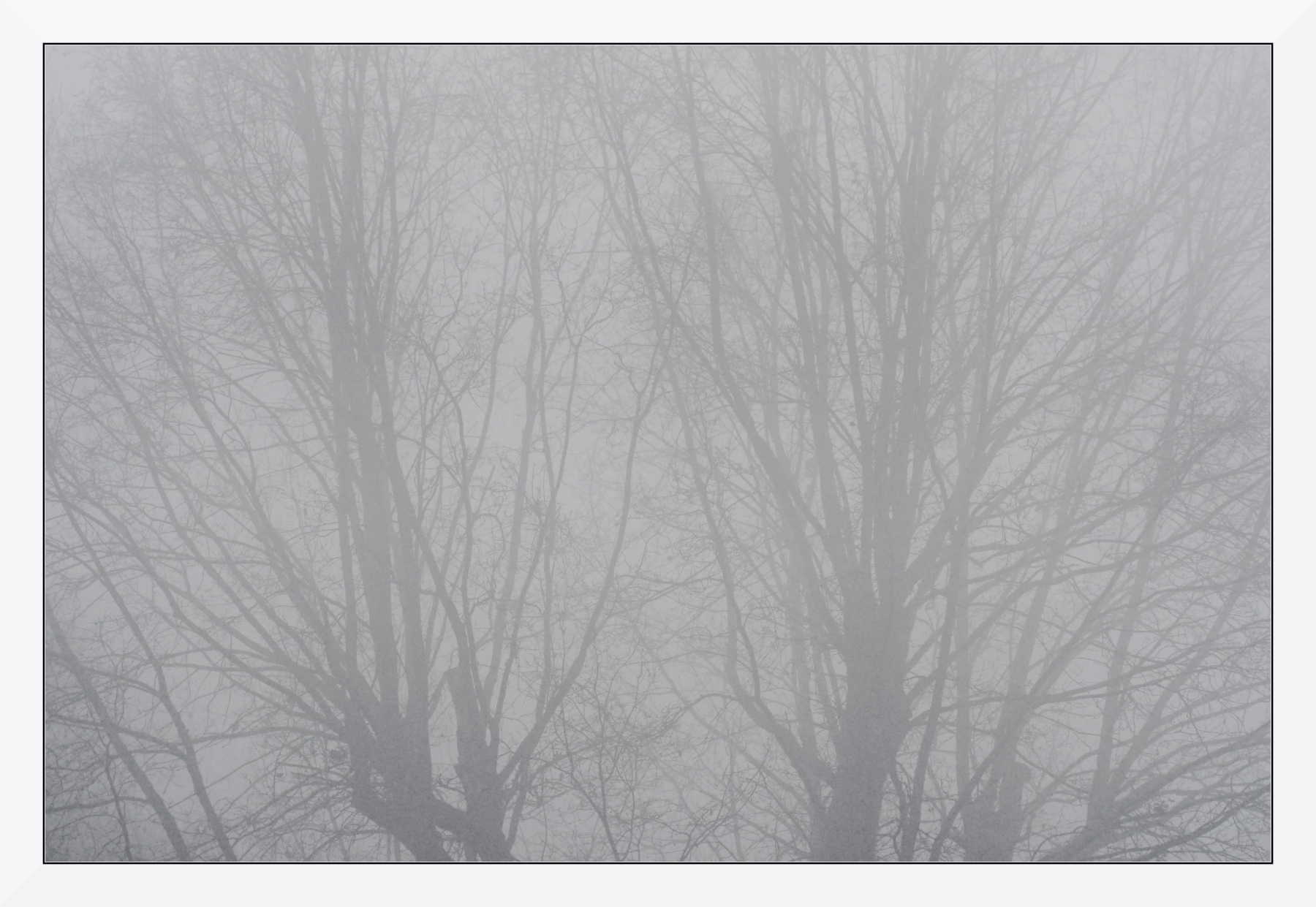 Rami invernali nella nebbia