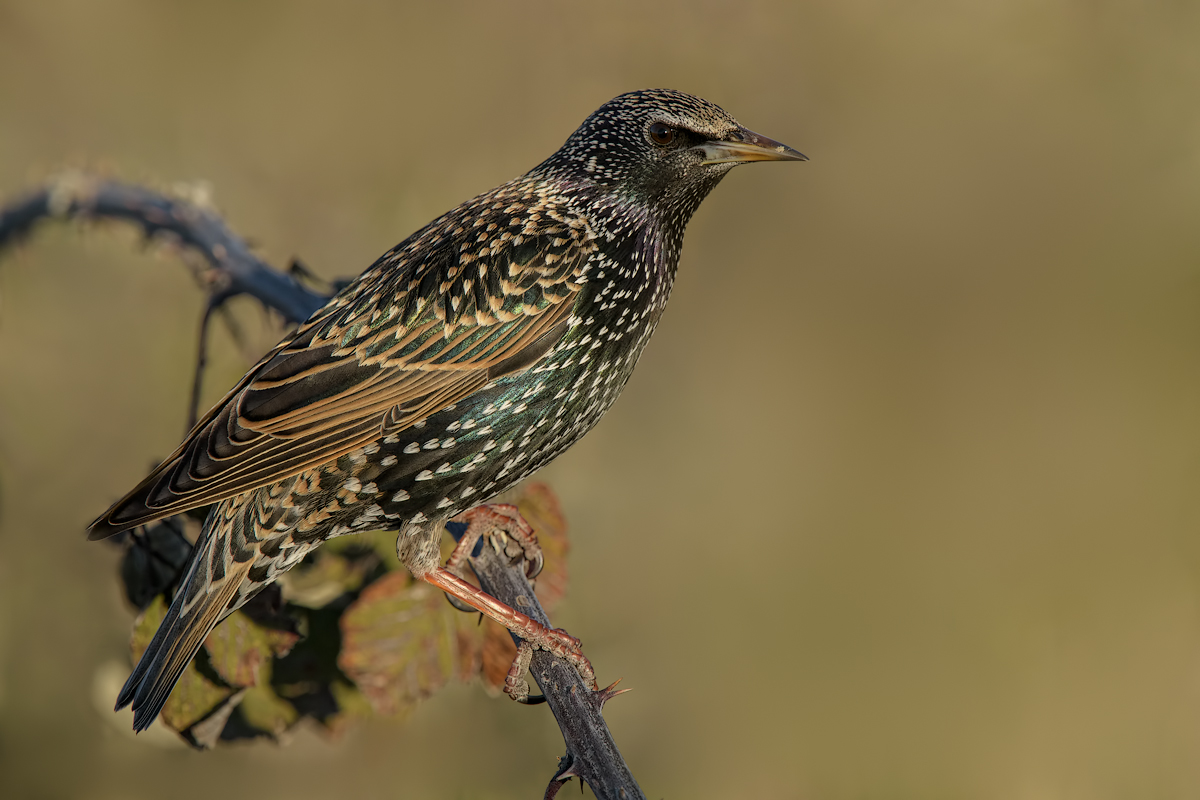 Storno comune (Sturnus vulgaris)