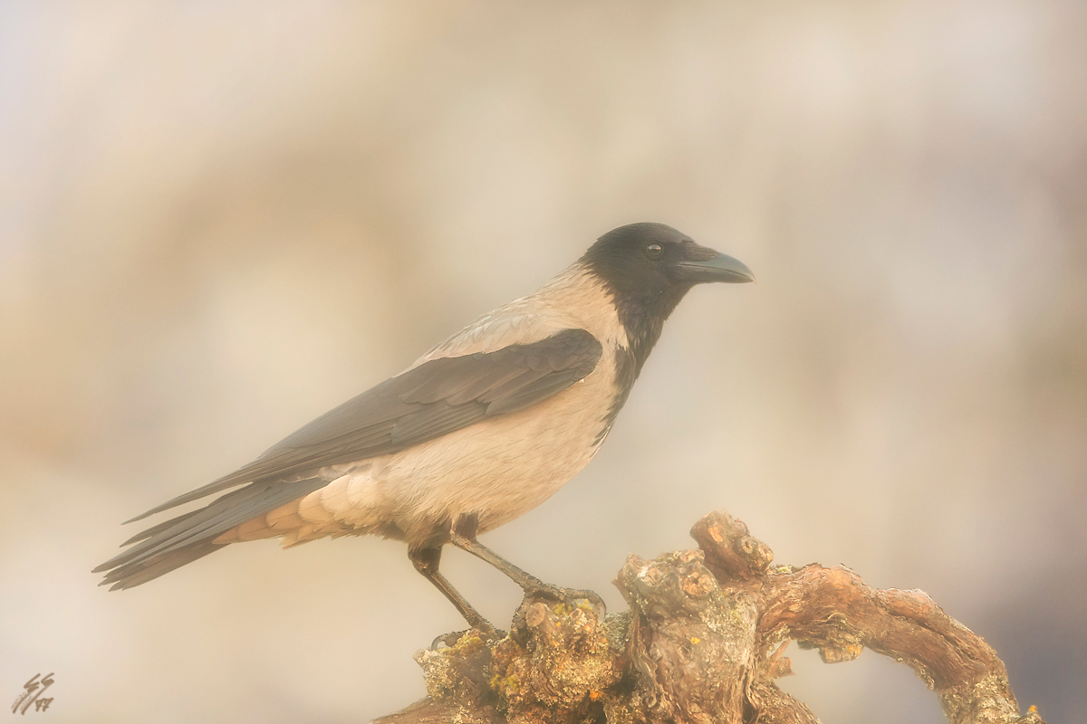 ..cornacchia grigia nella nebbia..