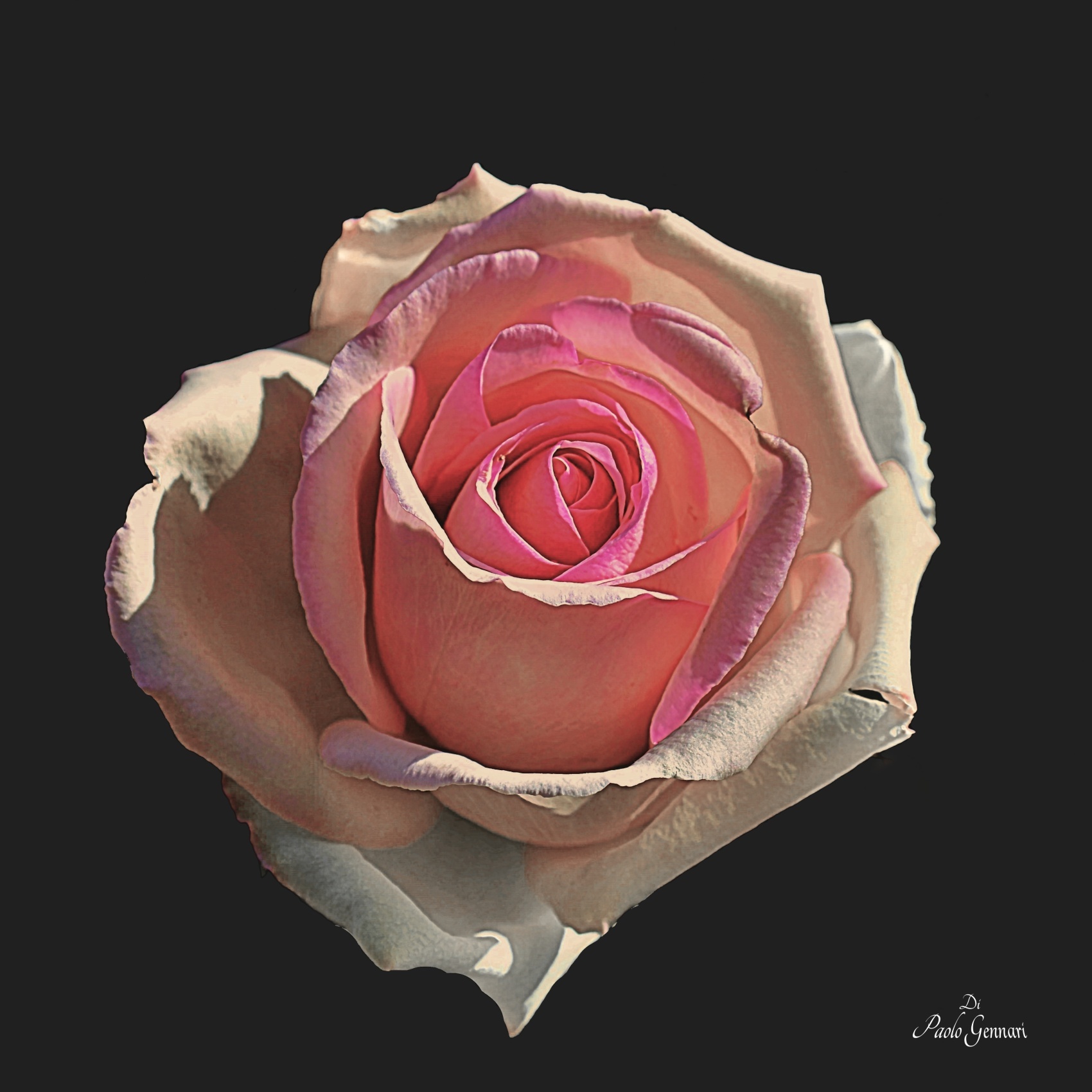 Rosa