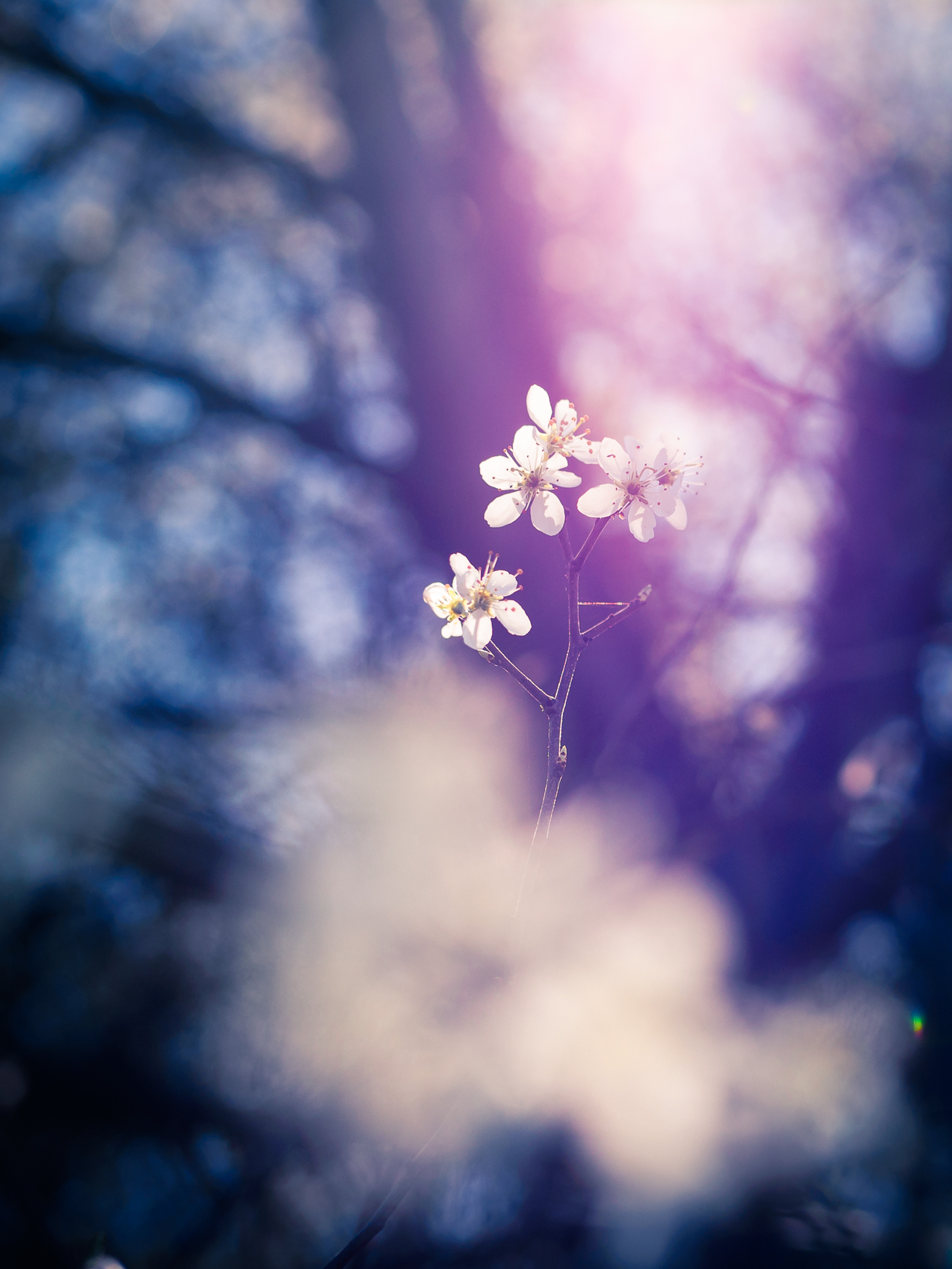 Il risveglio della natura