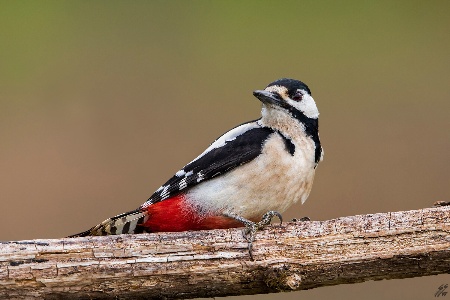 ..picchio rosso maggiore..