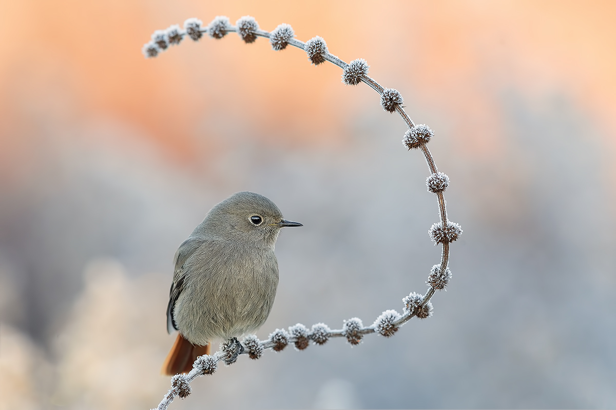 Codirosso Spazzacamino F.