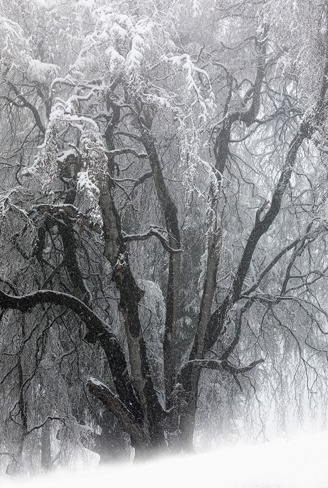 Big tree under the snow