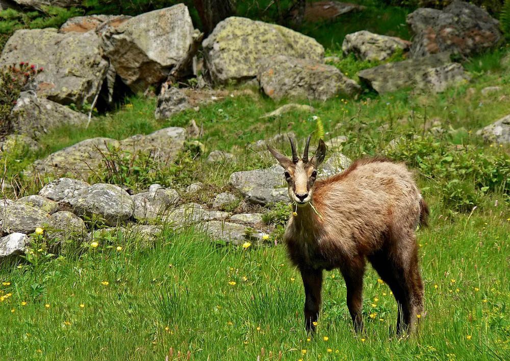Gli piacciono i fiori