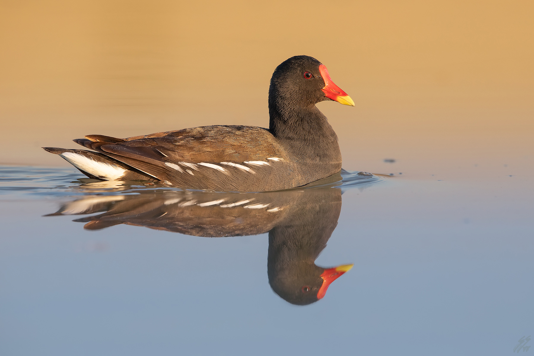 ..gallinella d'acqua..