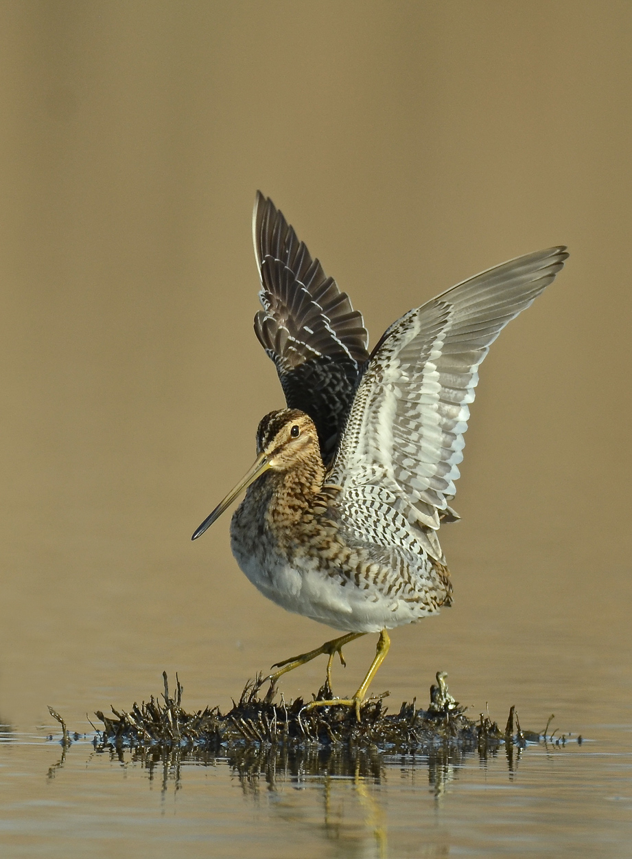 La danza del beccaccino