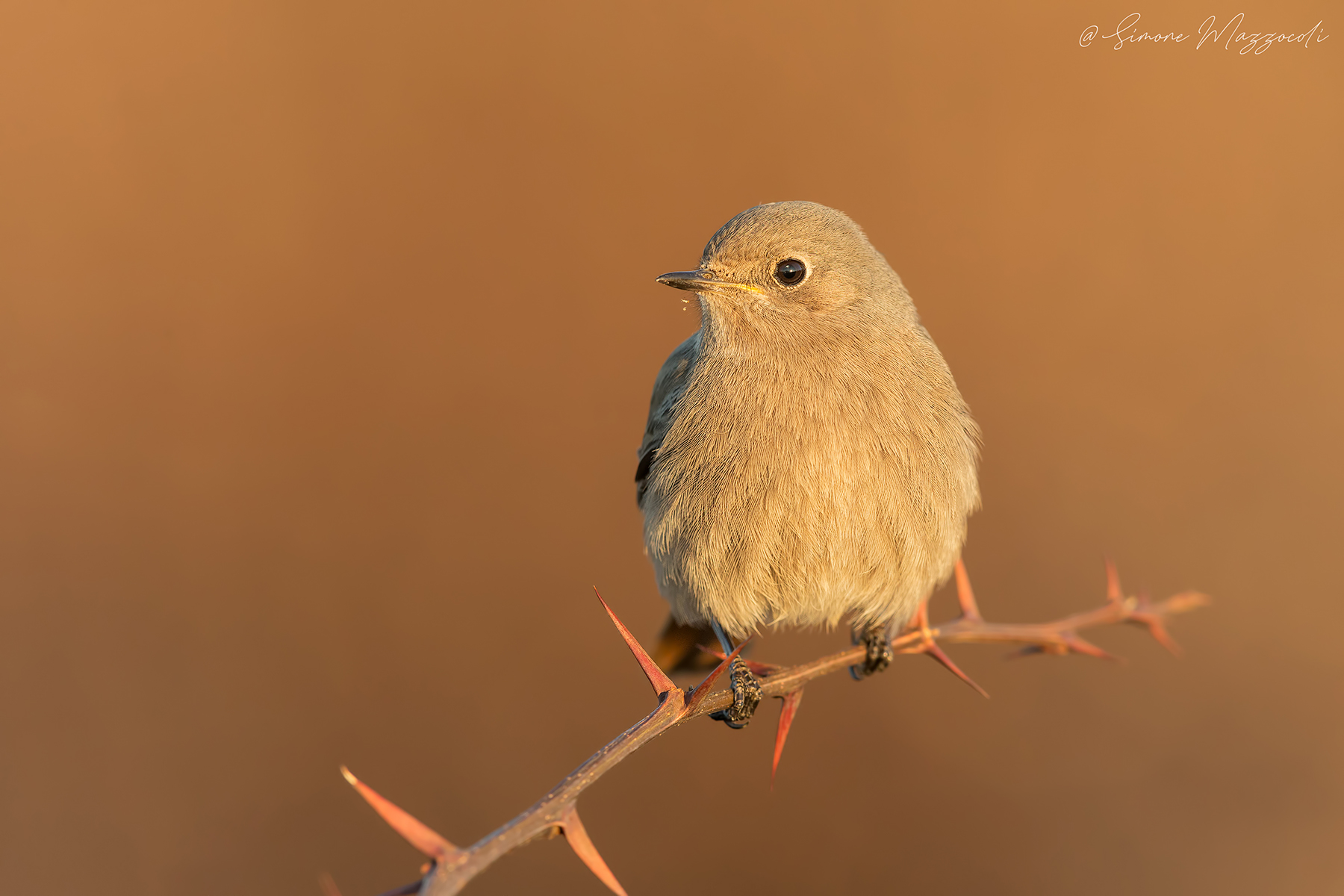 Codirosso spazzacamino f.