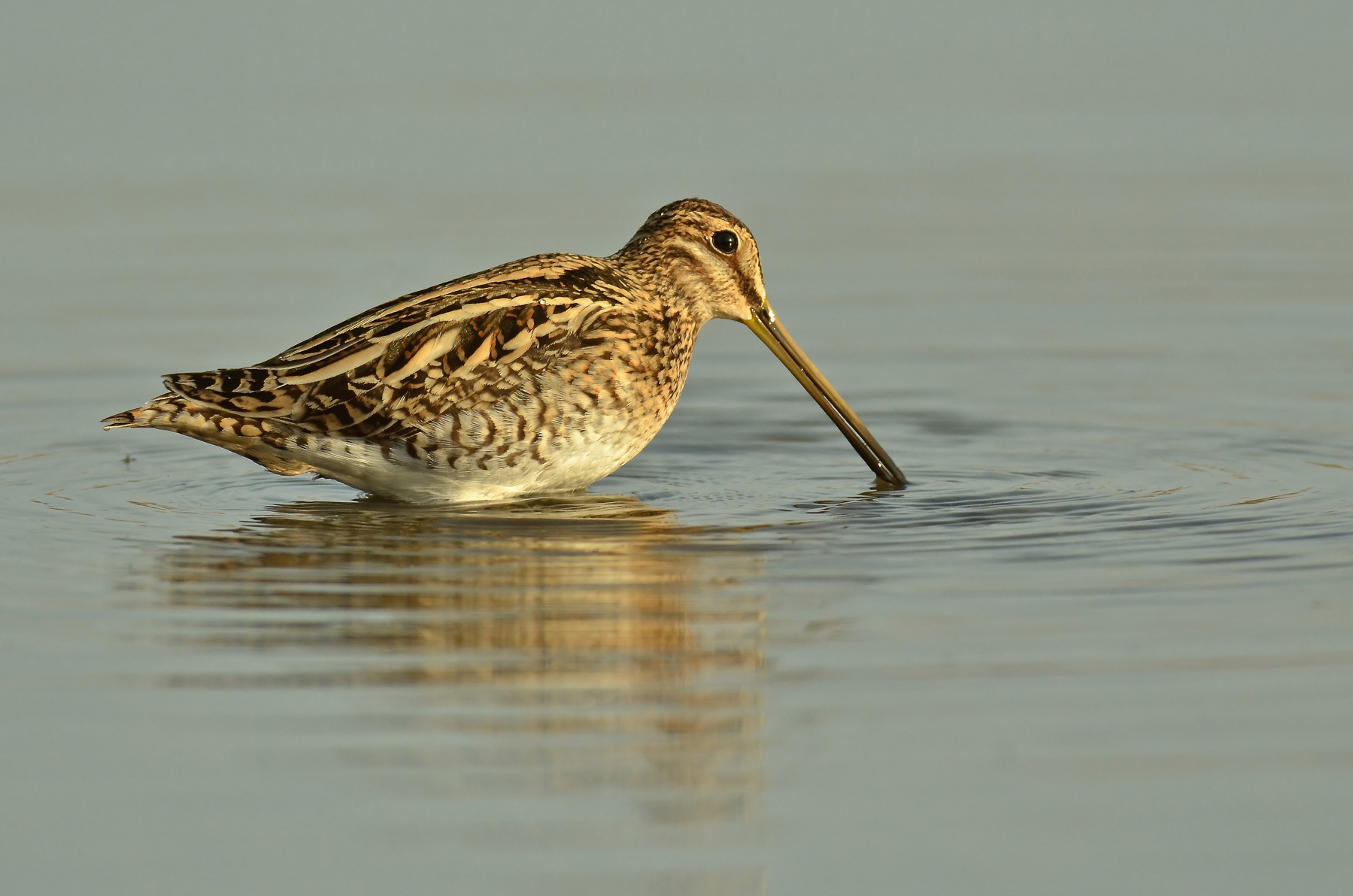 Beccaccino al tramonto