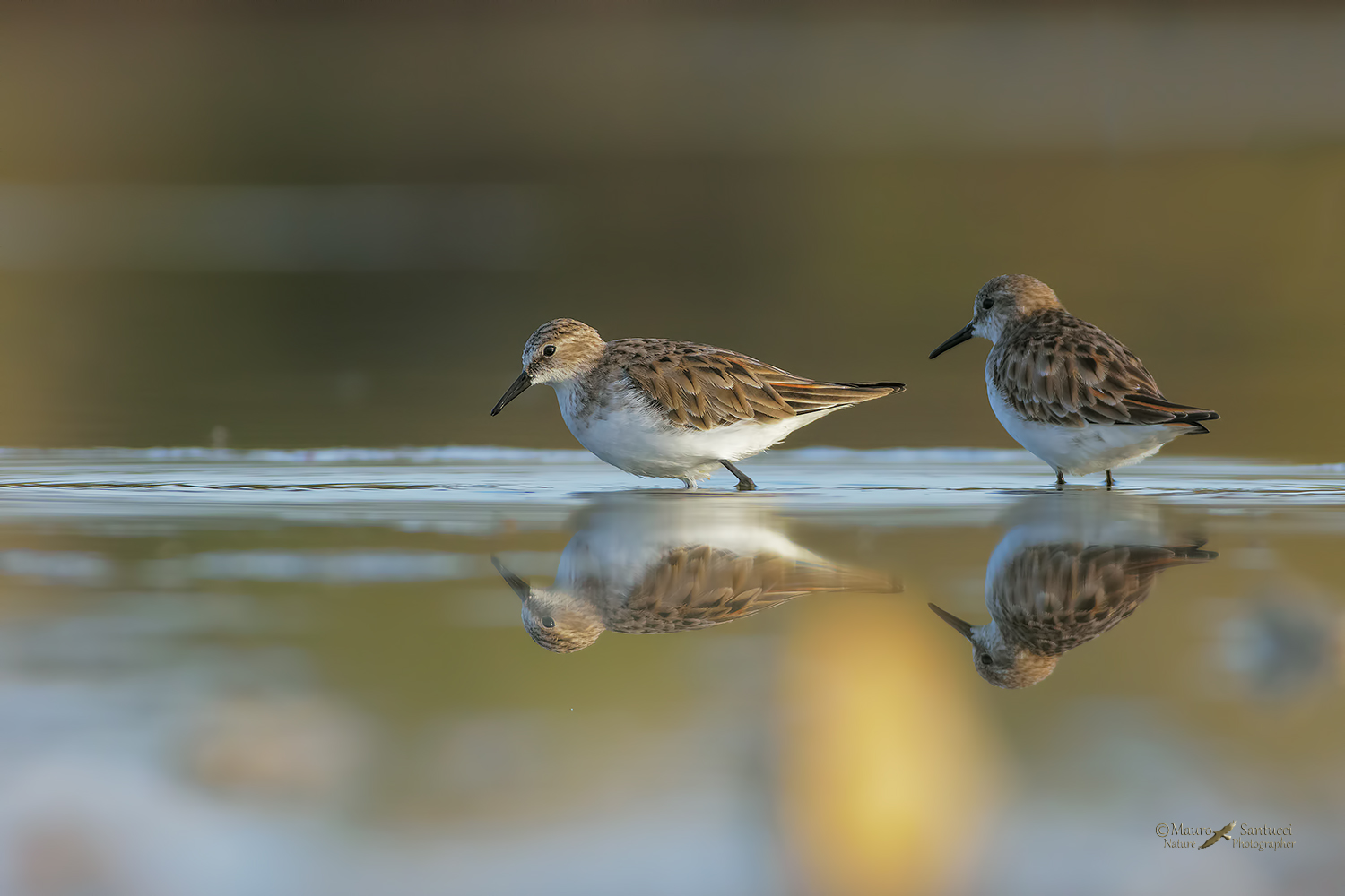 Gambecchi-comuni_DSC9616