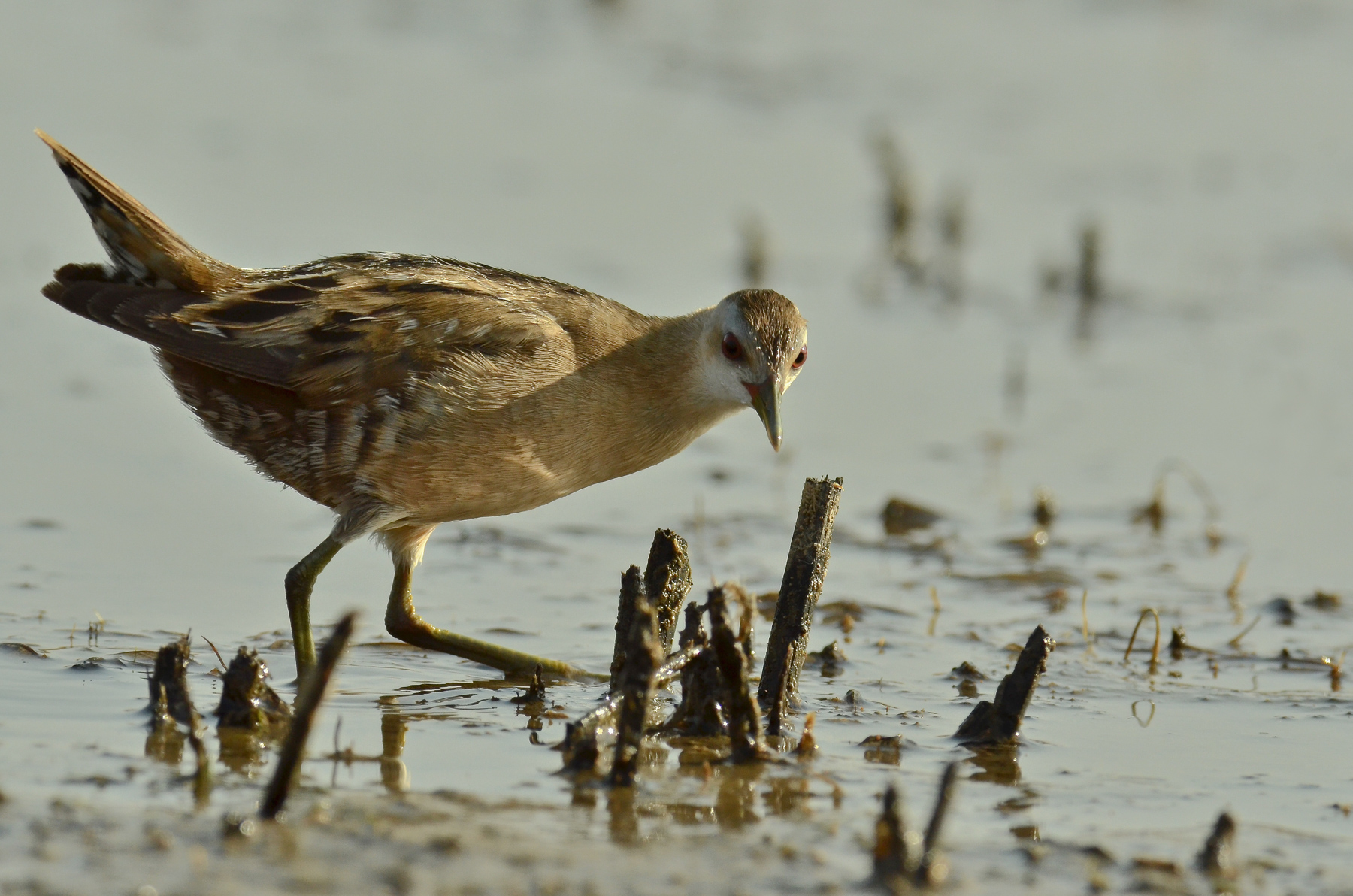 Schiribilla in controluce...