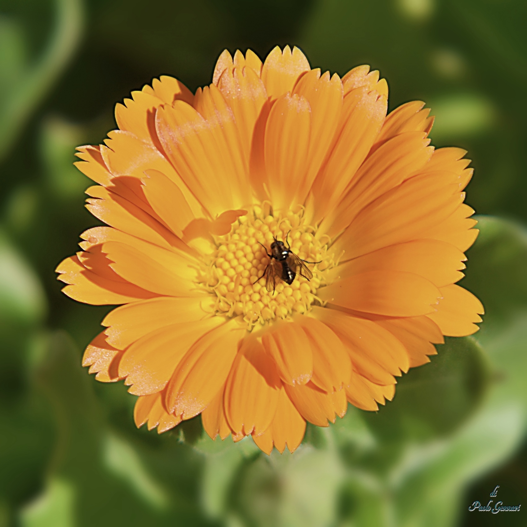 Sopra la calendula