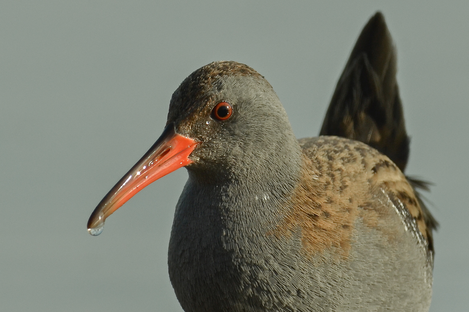 Ritrattone di porciglione...