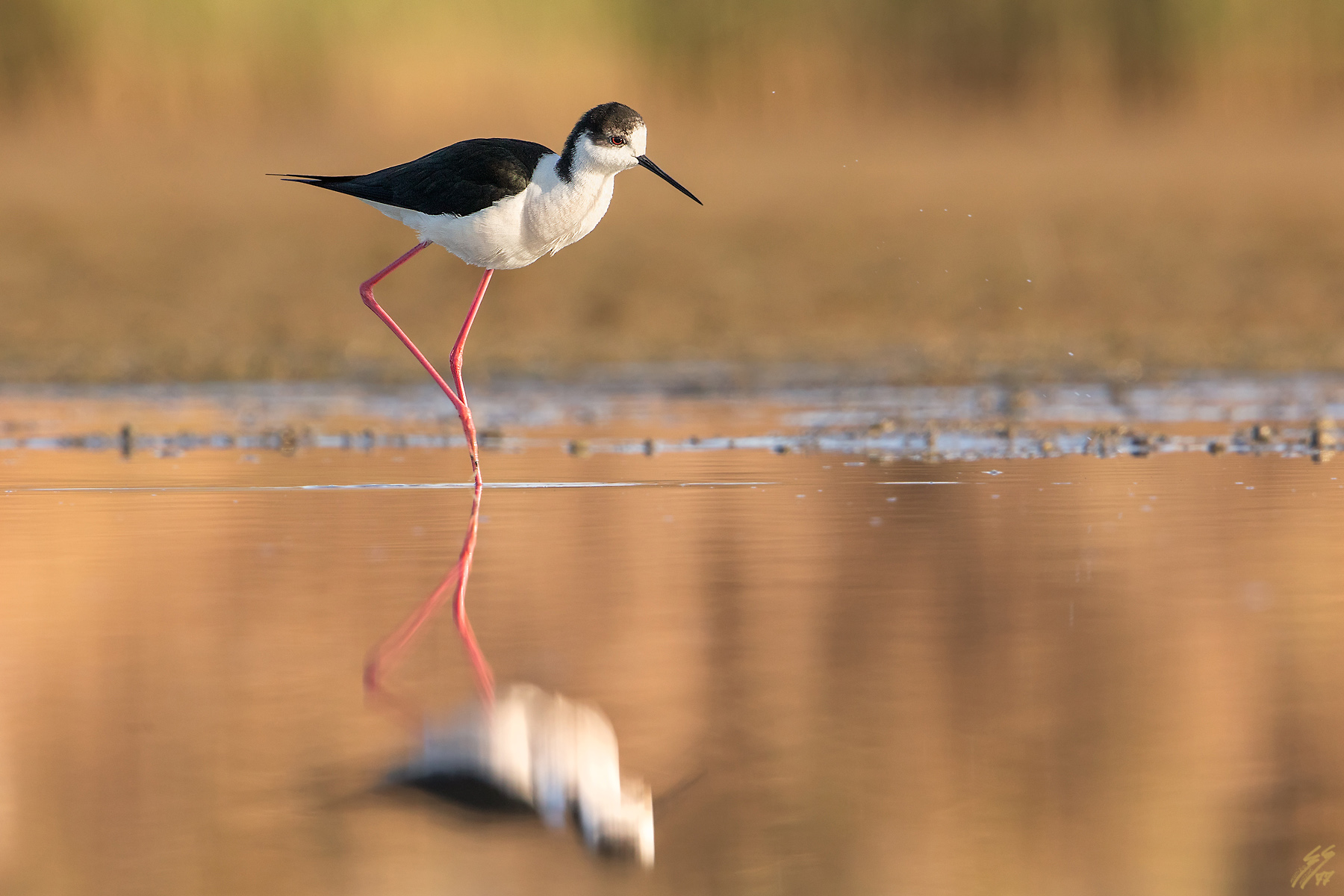 ..cavaliere d'italia..
