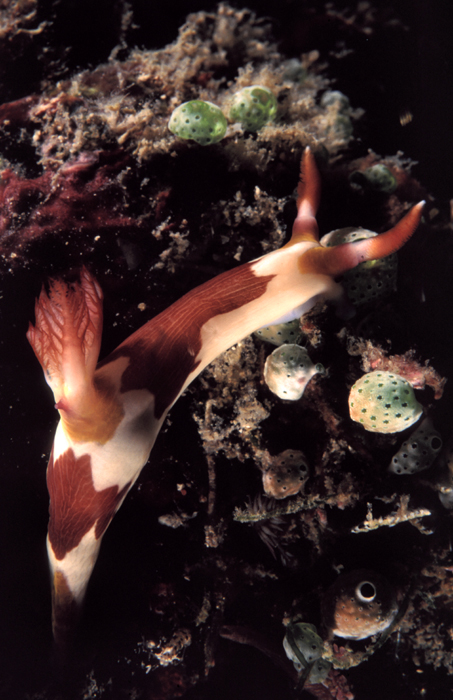 Nembrotha lineolata