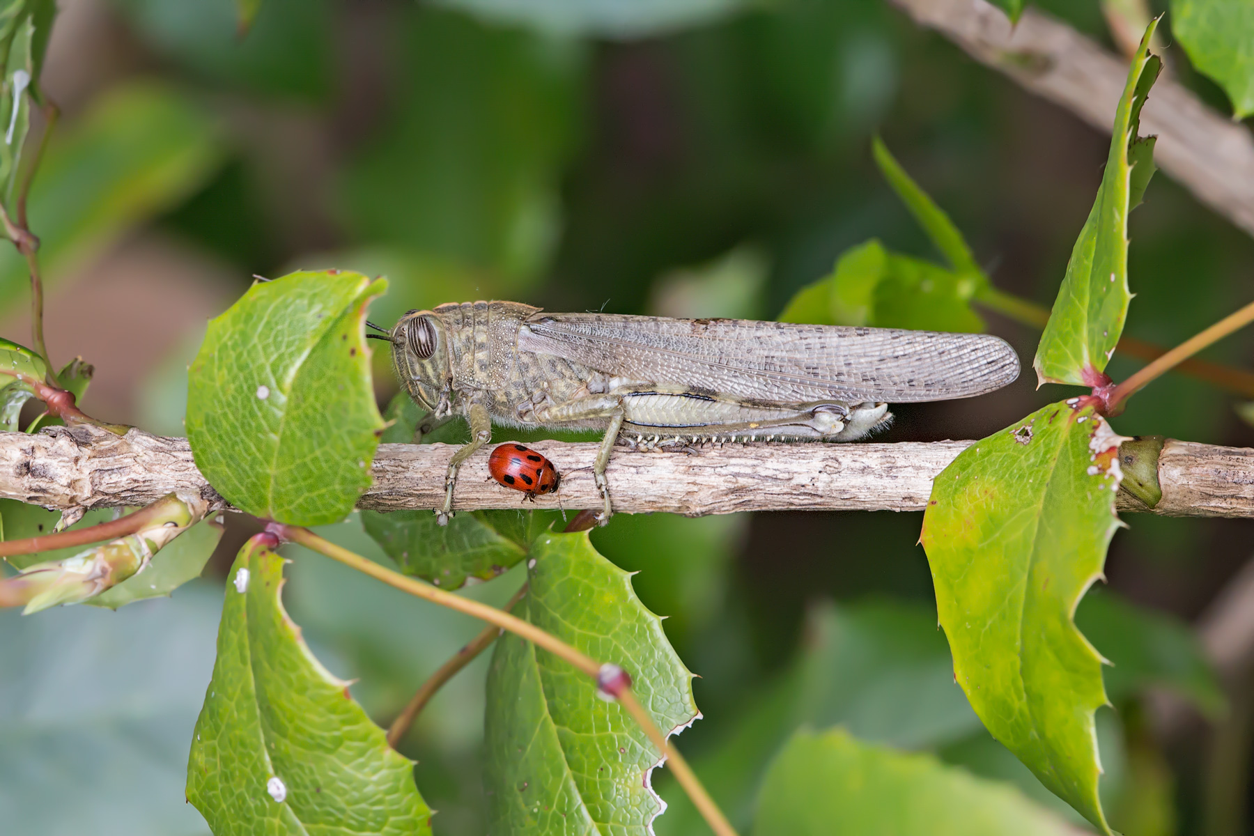 La Cavalletta e la Coccinella