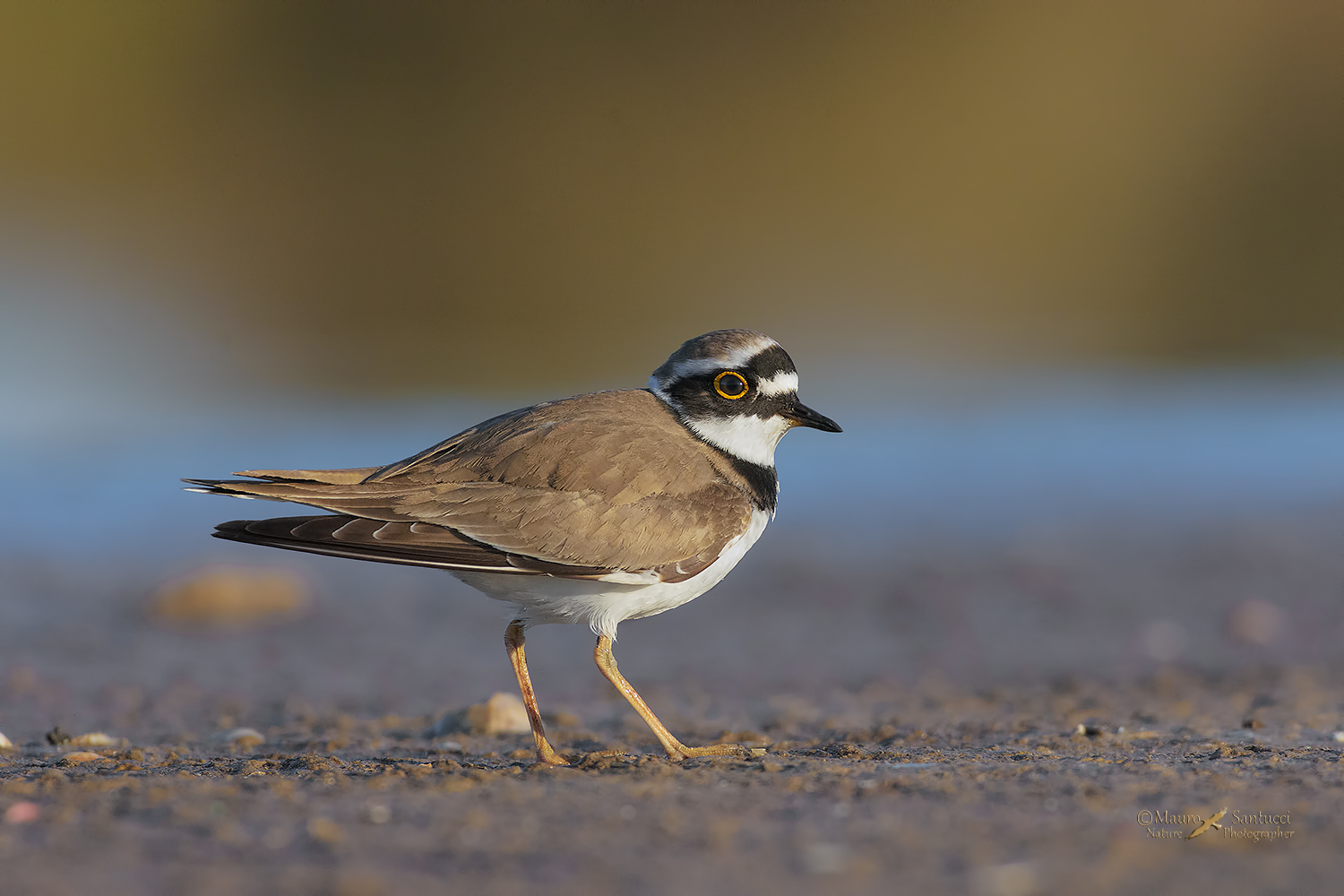 Corriere-piccolo_DSC5650