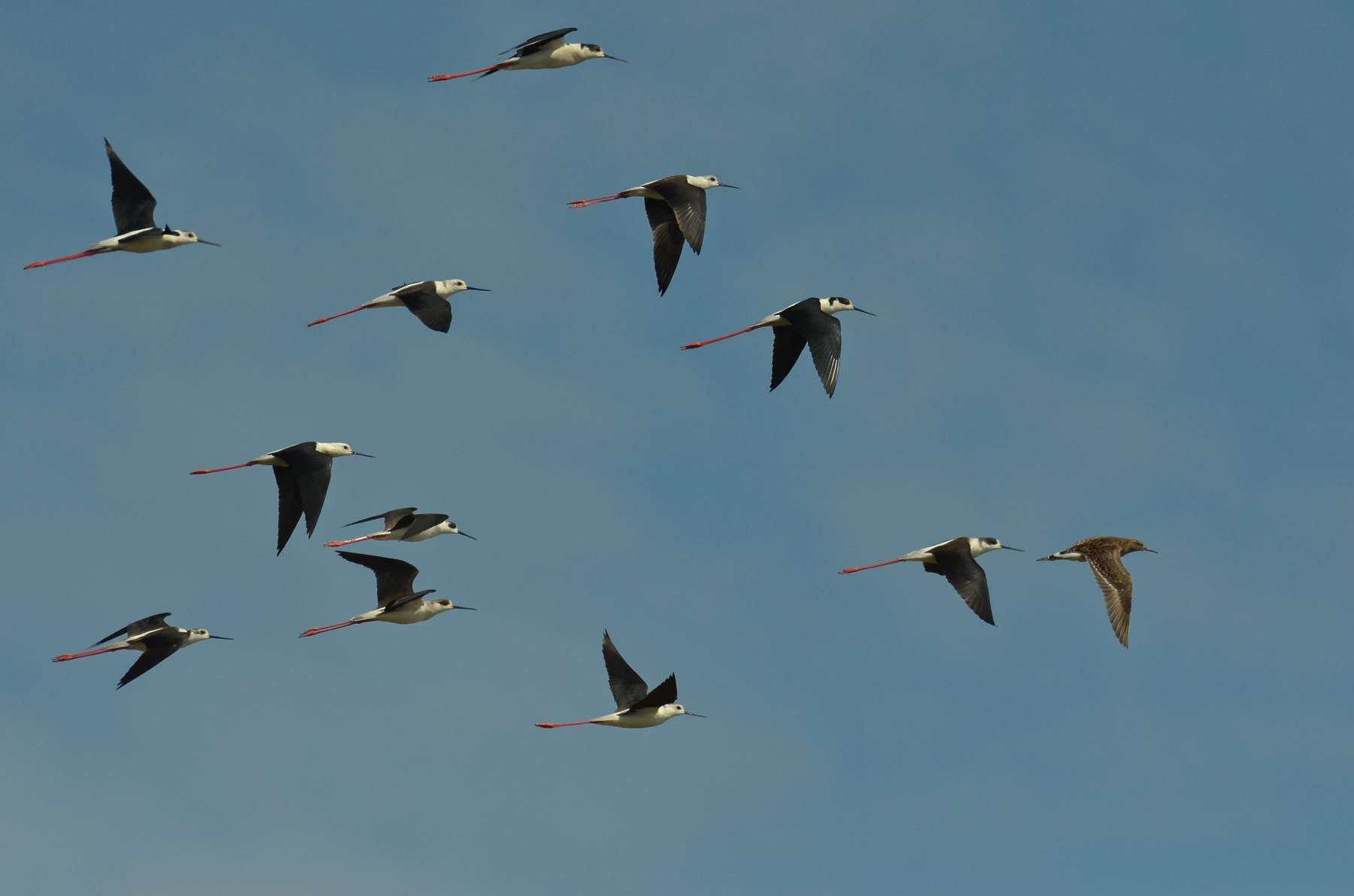 Squadriglia con combattente pilota