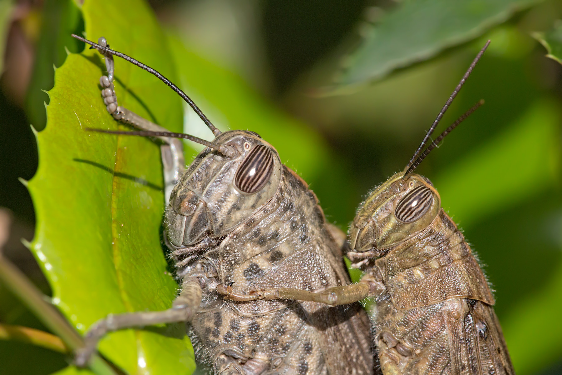 Cavallette in accoppiamento