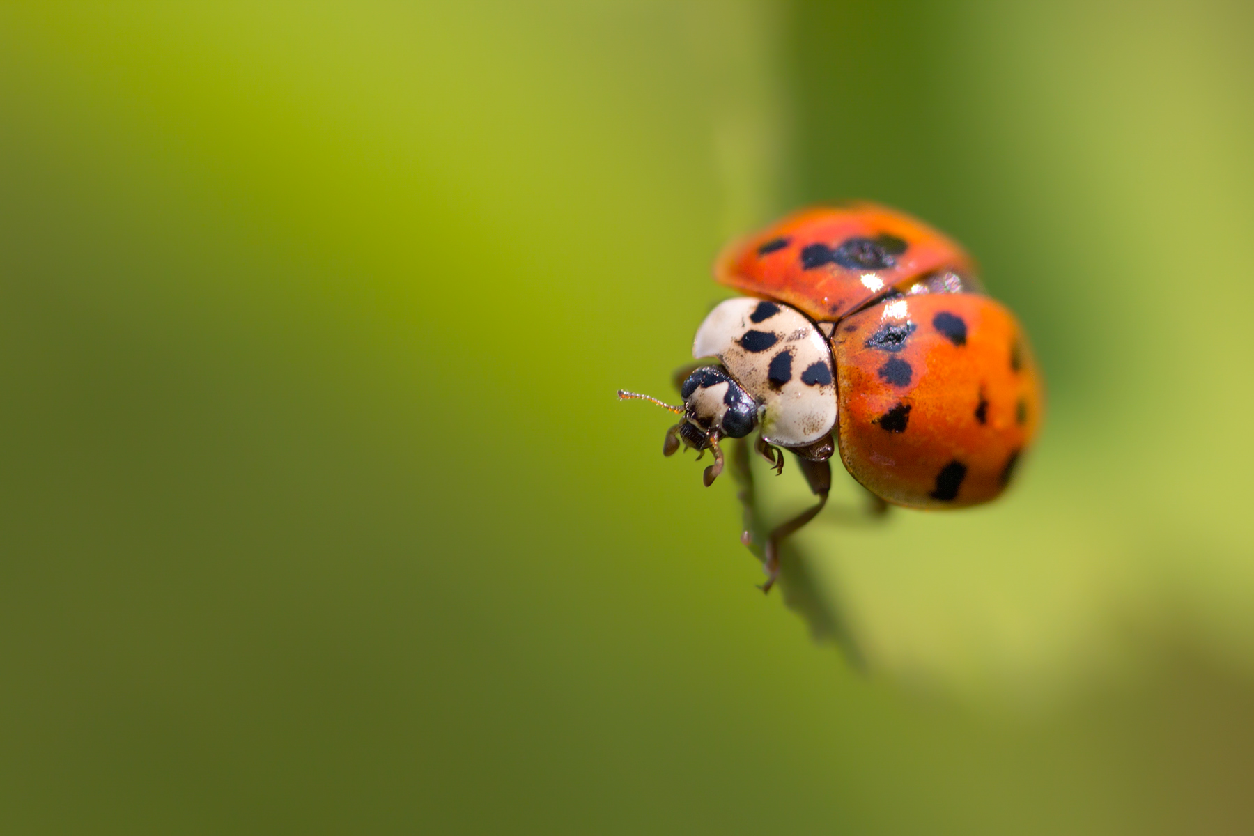 Coccinella arlecchino