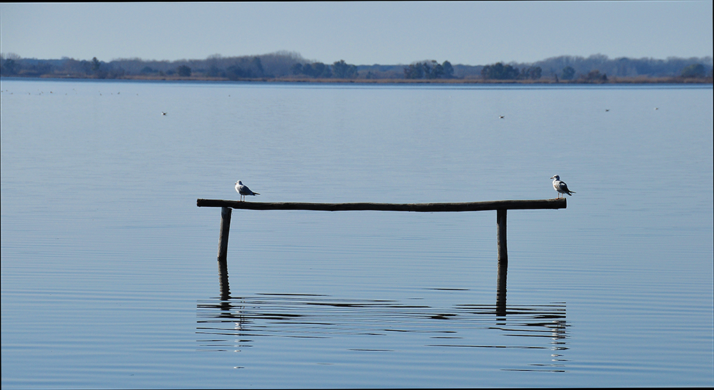 Oasi di Massaciuccoli