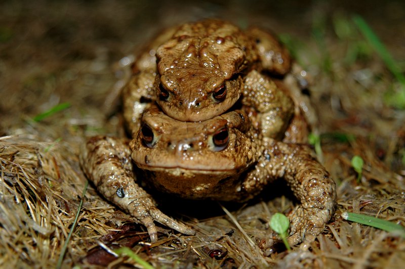 Amore... appiccicoso...