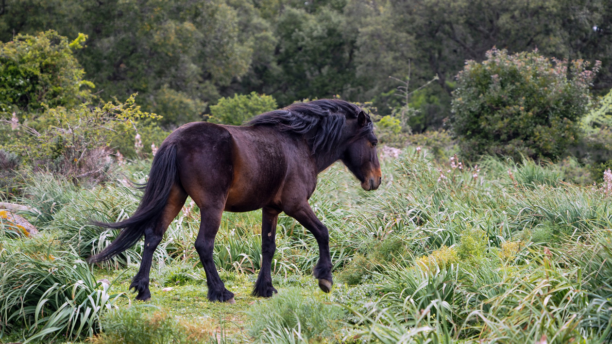 Cavallino della Giara