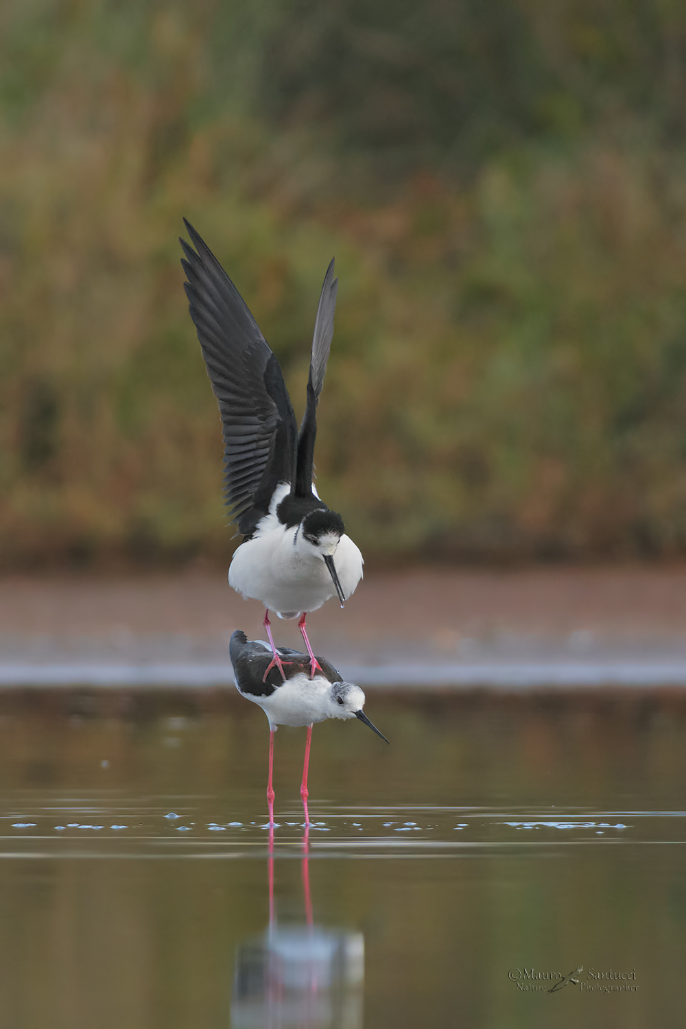 Cavalieri_momenti-intimi_DSC6385