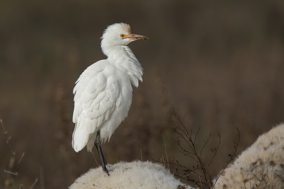 Airone guardabuoi (Bubulcus ibis)