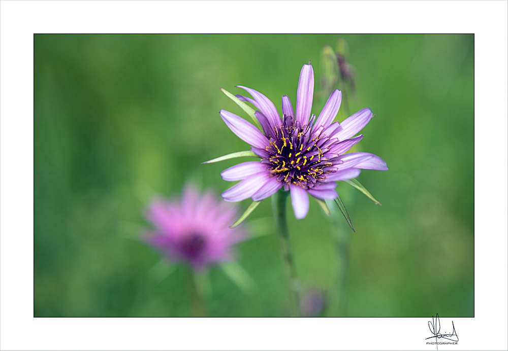 L'arrivo della Primavera