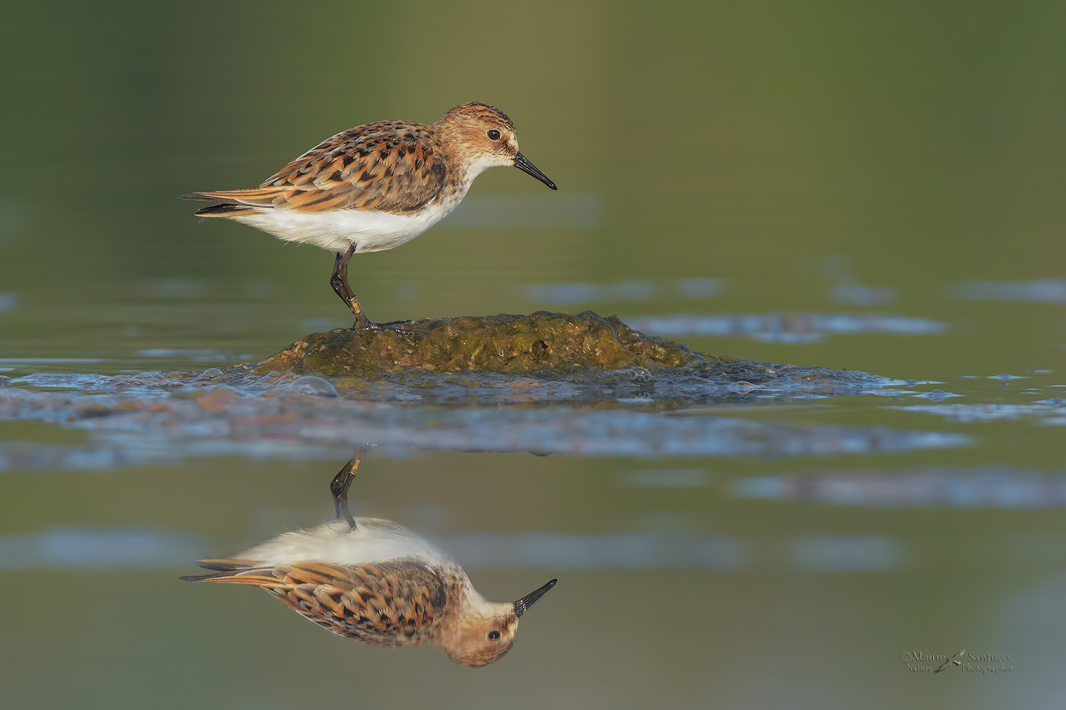 Gambecchio-comune_DSC7756