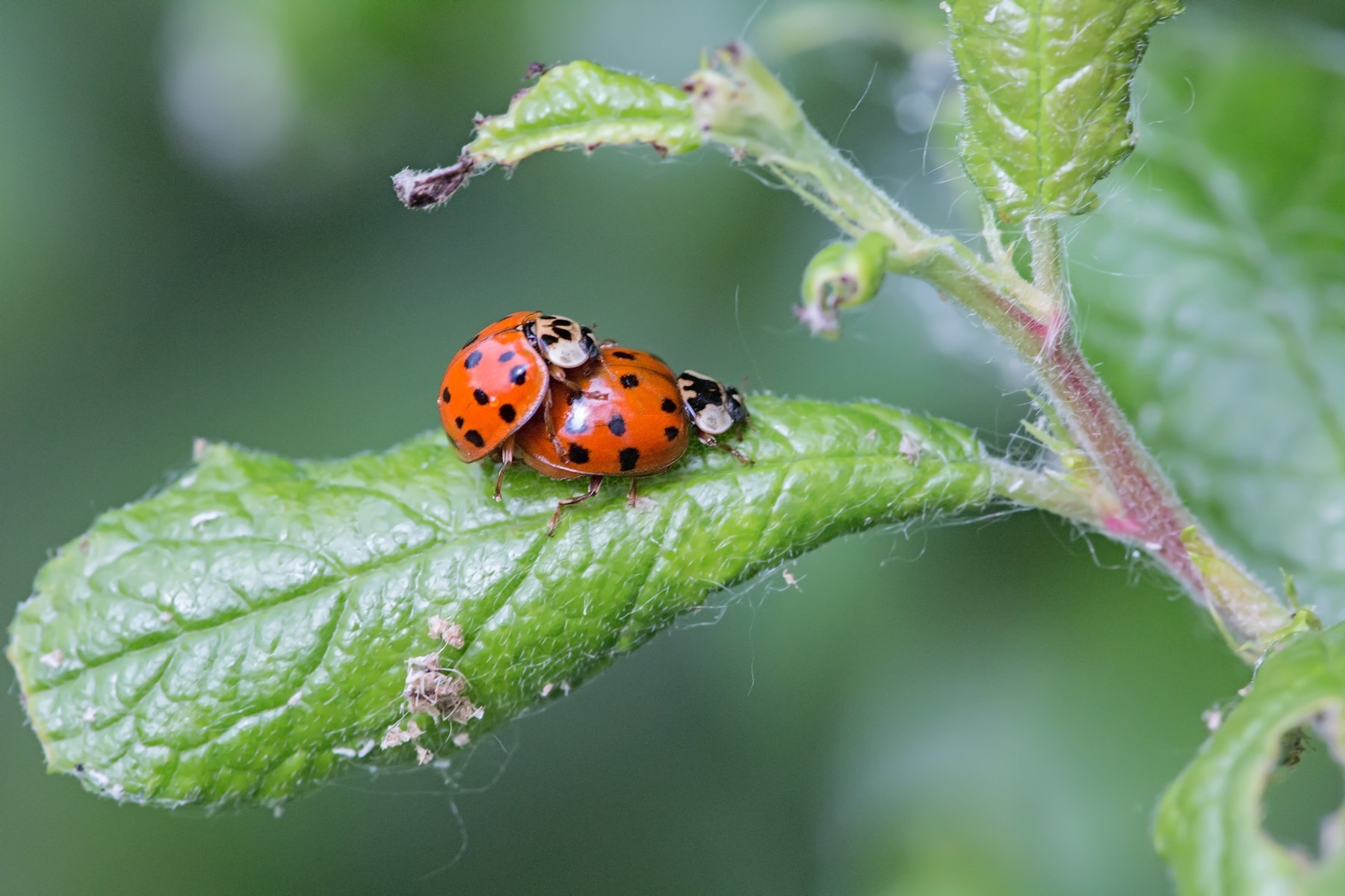 Coccinella arlecchino in accoppiamento