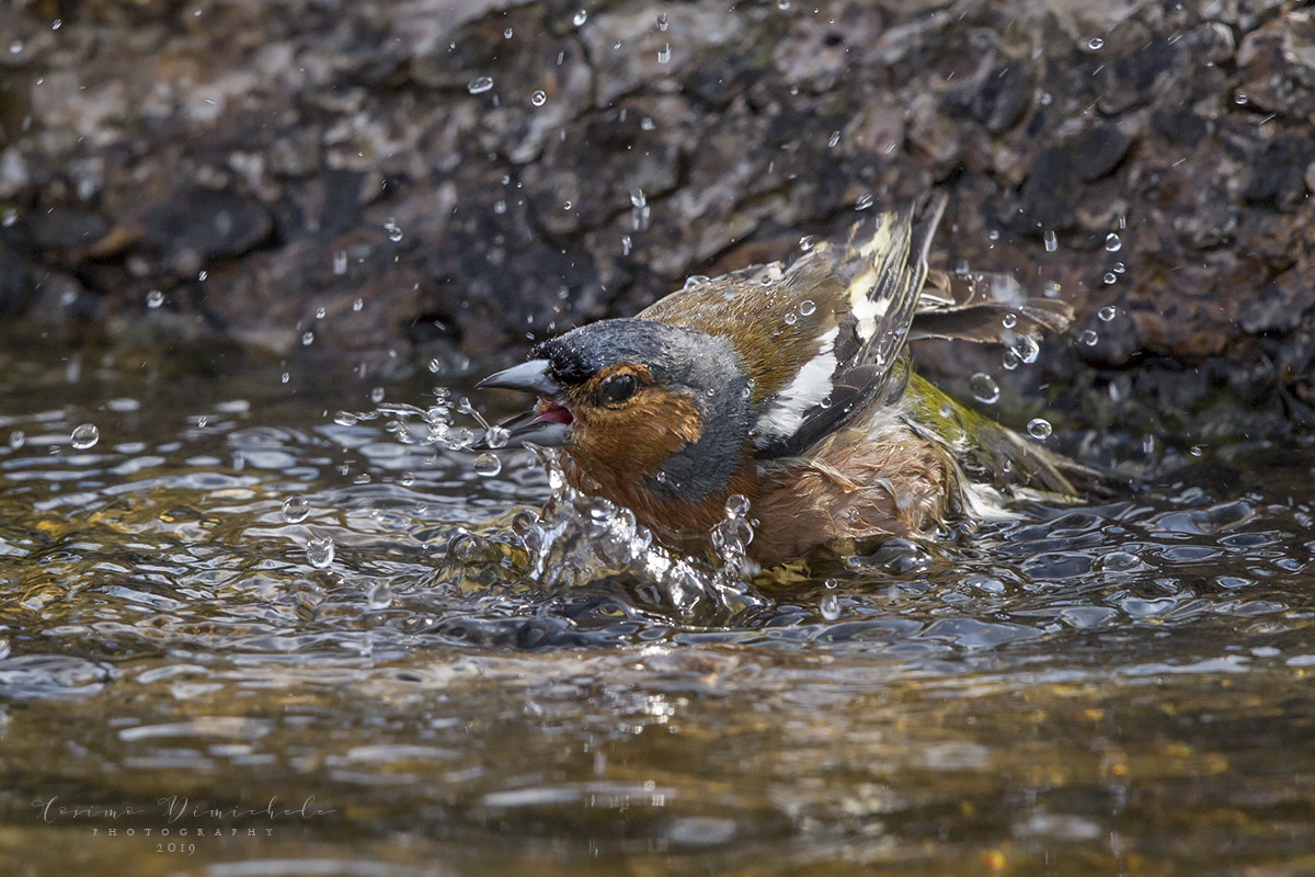 Il bagnetto del fringuello
