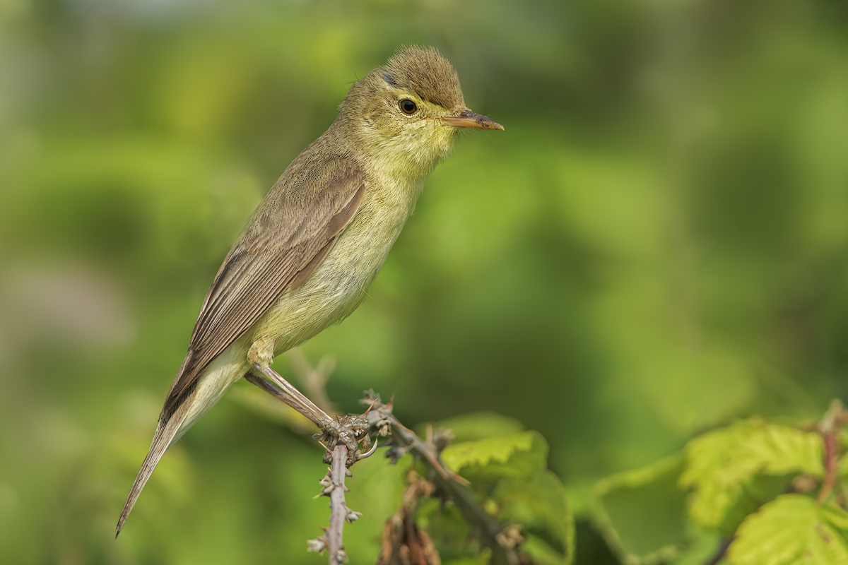 Canapino  (Hippolais polyglotta)