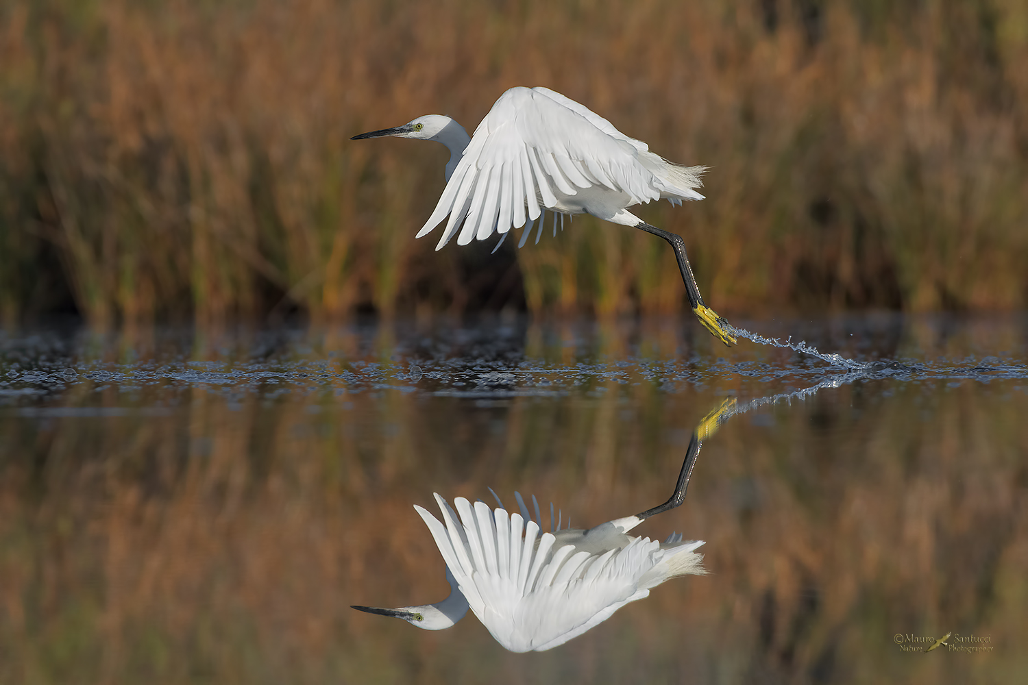 Garzetta_stacco-specchiato_DSC0852