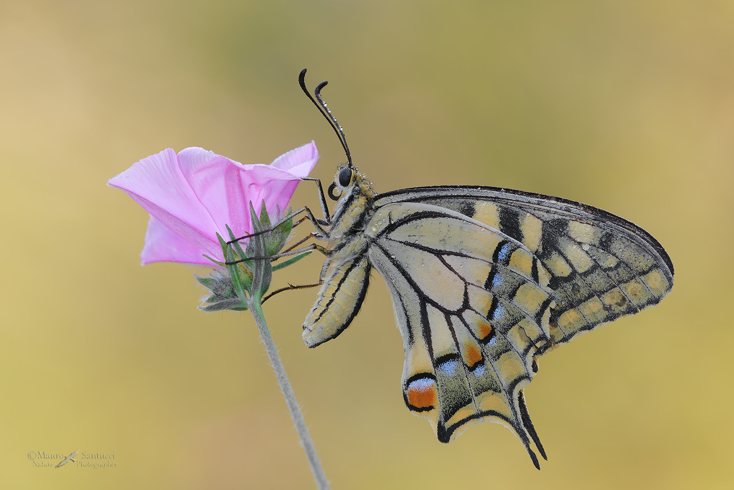 Papilio-machaon_DSC4364