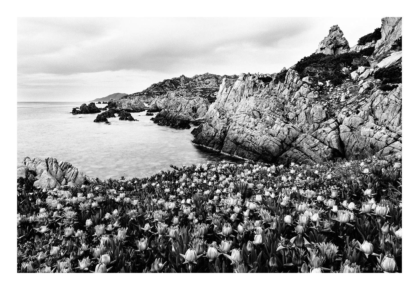 Fico degli ottentotti in B&W